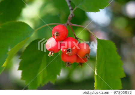 Many small red paradise apples on the apple tree branch. Autumn harvesting concept. Many small red paradise apples on the apple tree branch. Autumn harvesting concept. 97805982