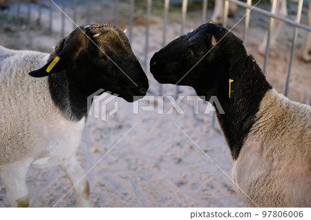 Pair of black and white sheeps in stall on home farm. Farming. 97806006