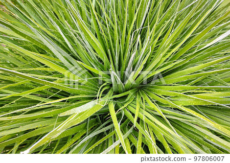 Pattern of green fresh leaf Yucca with water droplets. 97806007