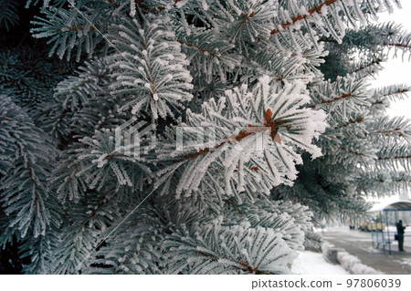Branch of spruce covered with fluffy snow. Needles covered with hoarfrost. 97806039