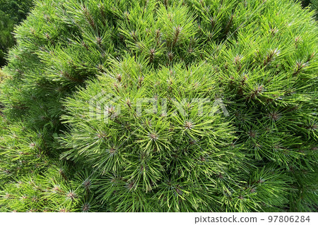 Gardening and landscaping with fresh green decorative trees and plants. Branches of evergreen conifers in a spring city park. Gardening and landscaping with fresh green decorative trees and plants. Branches of evergreen conifers in a spring city park. 97806284