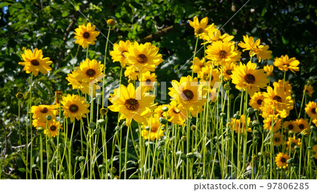 Jerusalem artichoke flowers grow in lawn in park. Yellow flowers on blurred background in summer meadow. Helianthus tuberosus L. Jerusalem artichoke flowers grow in lawn in park. Yellow flowers on blurred background in summer meadow. Helianthus tuberosus L. 97806285