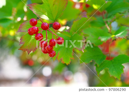 Red viburnum branch in garden. Viburnum berries and leaves outdoor in autumn. Bunch of red viburnum berries on a branch. Red viburnum branch in garden. Viburnum berries and leaves outdoor in autumn. Bunch of red viburnum berries on a branch. 97806290