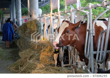 Spotted cow eats hay on dairy farm. Concept of agriculture, farming and livestock. Spotted cow eats hay on dairy farm. Concept of agriculture, farming and livestock. 97806295