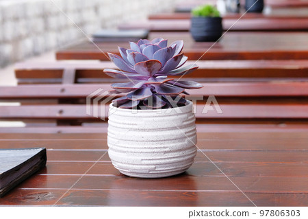 Pot with purple succulent flower on wooden table of outdoor street cafe. Pot with purple succulent flower on wooden table of outdoor street cafe. 97806303