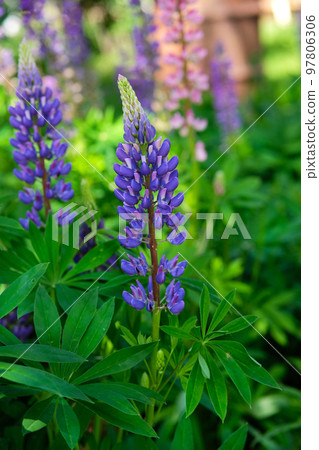 Purple and violet lupin bunch. Lupin on blurred summer flower background Purple and violet lupin bunch. Lupin on blurred summer flower background 97806306