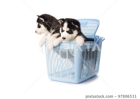 Purebred Siberian Husky puppy in a blue carry case for animals 97806531