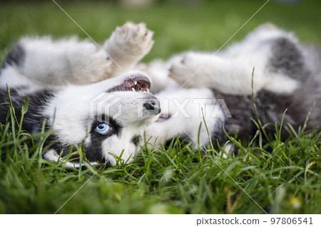 Adorable husky puppies playing in the garden. Funny puppies play outdoors 97806541
