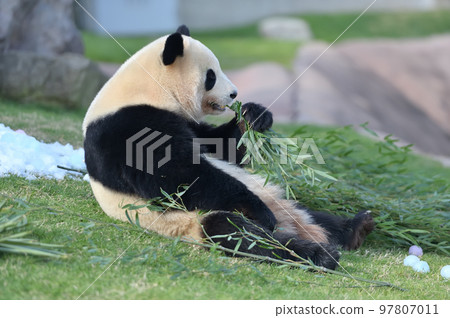 美味地吃竹子的櫻濱 美味地吃竹子的櫻濱 97807011