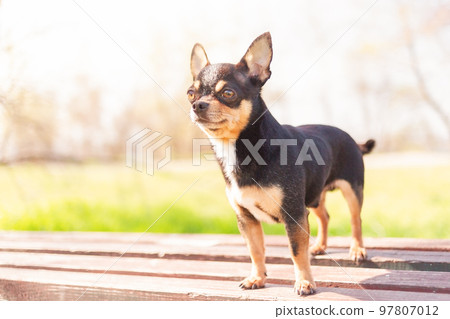A chihuahua is standing on a bench. Animal portrait, mini breed dog. 97807012