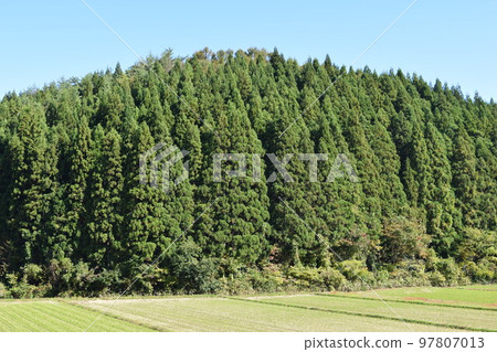 雪松樹針葉林 97807013