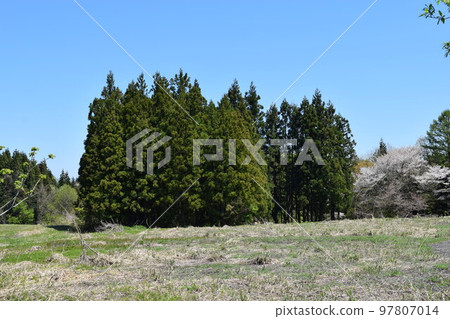 雪松樹針葉林 97807014