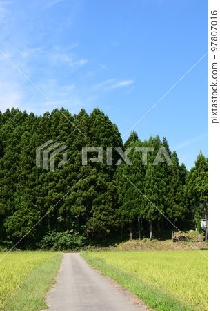 雪松樹針葉林 97807016