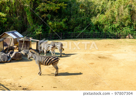 Zebras at Tokushima Zoo 97807304