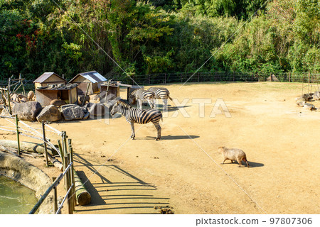 Zebras and capybaras at Tokushima Zoo Zebras and capybaras at Tokushima Zoo 97807306
