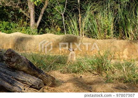 Meerkat lying sideways at the zoo 97807307