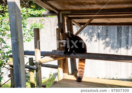 Red panda holding on to a tree at the zoo Red panda holding on to a tree at the zoo 97807309