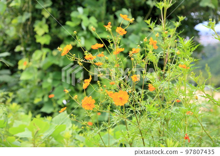 Kibana 波斯菊花 97807435