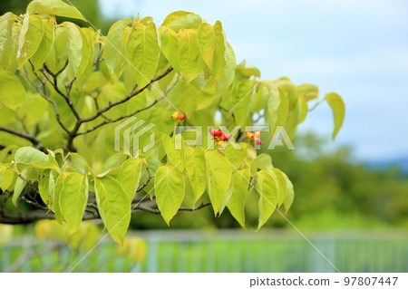  山茱萸果 97807447