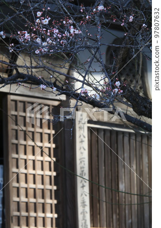 三角寺的李子 三角寺的李子 97807632