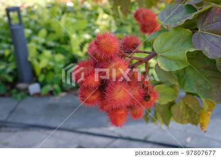 Bixa orellana 97807677