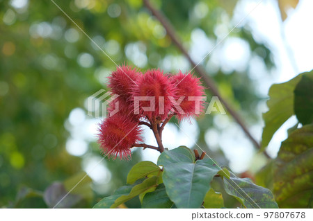 Bixa orellana 97807678