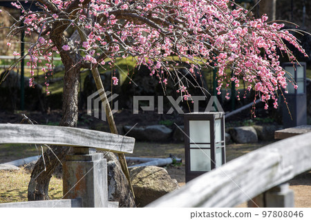 Spring in Yamaguchi Spring in Yamaguchi 97808046