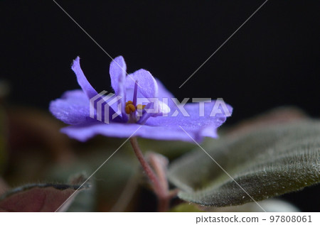 A single blue Saintpaulia flower 97808061