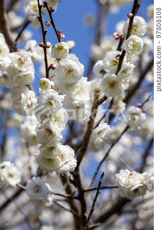 White plum White plum 97808108