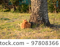 Back view of a brown cat sitting next to a cherry tree 97808366