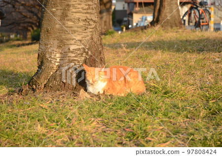 A brown tiger cat sleeping at the base of a cherry tree 97808424
