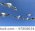 Migratory birds 97808634