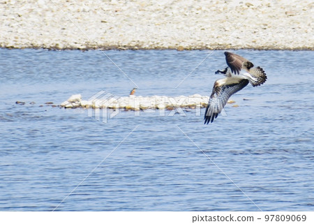 Ospreys and kingfishers on the autumn riverbank both hunt for river fish Ospreys and kingfishers on the autumn riverbank both hunt for river fish 97809069