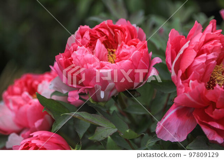 Winter peonies in the Hakozaki shrine flower garden 97809129