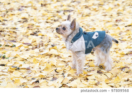 autumn park and yorkshire terrier 97809568