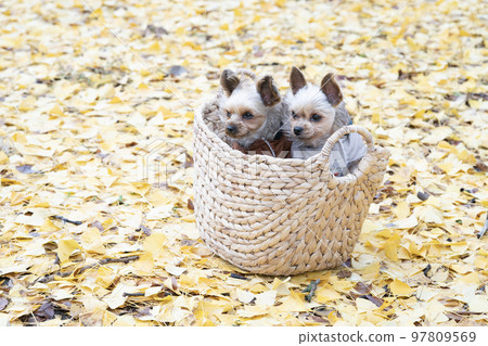 Two Yorkshire terriers in a basket in an autumn park Two Yorkshire terriers in a basket in an autumn park 97809569