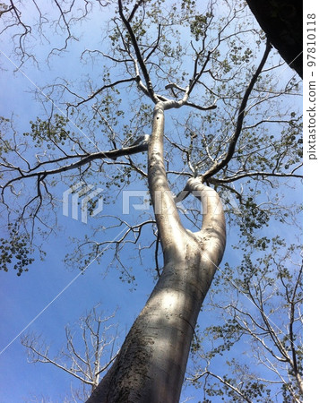 cambodia ta prohm 6 cambodia ta prohm 6 97810118
