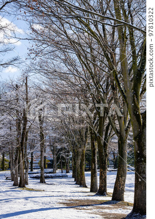winter and trees 97810322