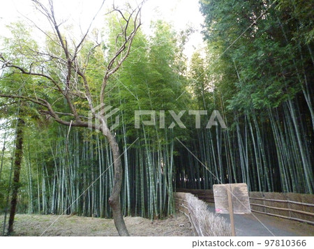 知多野竹林 97810366