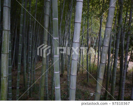 知多野竹林 知多野竹林 97810367