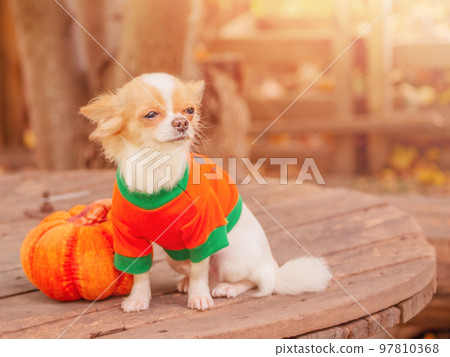 Pet and pumpkin, Halloween. The dog is a white and red long-haired chihuahua in orange clothes. Pet and pumpkin, Halloween. The dog is a white and red long-haired chihuahua in orange clothes. 97810368