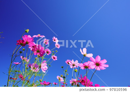cute early morning cosmos cute early morning cosmos 97810596
