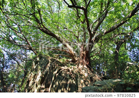 Laputa tree in Nishihira Camellia Park, Amakusa, Kumamoto Prefecture 97810825