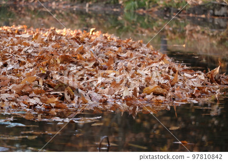 Fallen leaves piled up in the pond Fallen leaves piled up in the pond 97810842