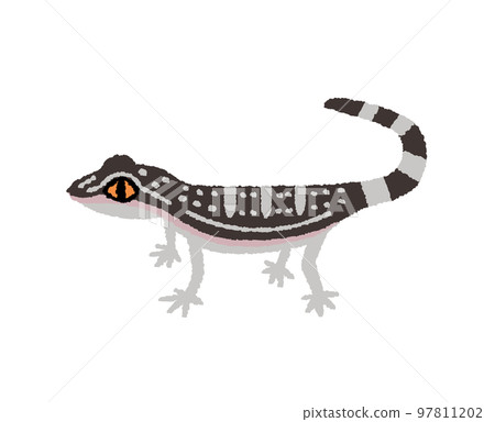 Hand drawn illustration of Kuroiwa gecko Hand drawn illustration of Kuroiwa gecko 97811202