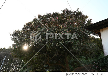 松井田町中木的茶梅 97811313