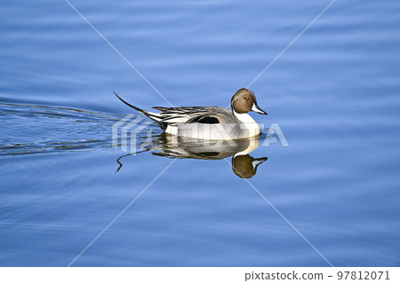 Pintail Pintail 97812071
