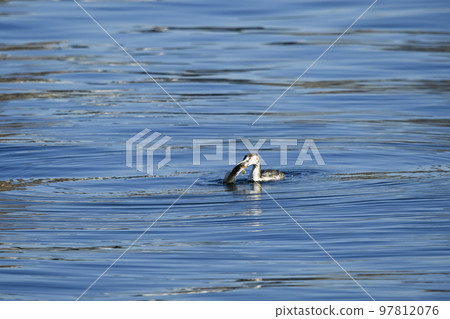 Great crested grebe Great crested grebe 97812076
