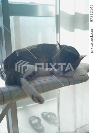 一隻家貓在家裡的熨衣板上放鬆 97812142