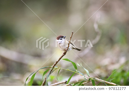 Sparrow 97812277